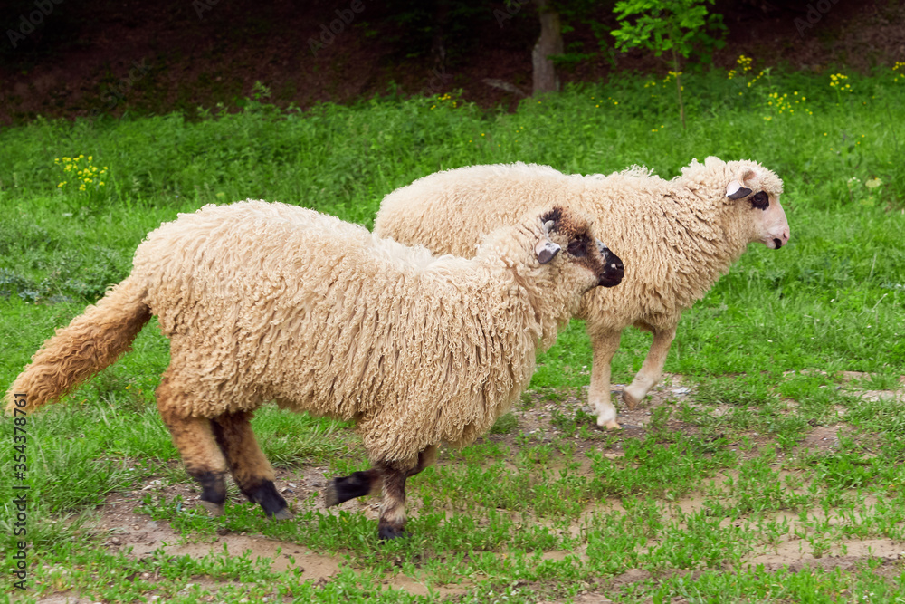 Lambs running on green grass (Ovis aries) Lambs running on green grass (Ovis aries)
