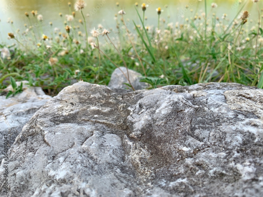 lizard on the rocks lizard on the rocks