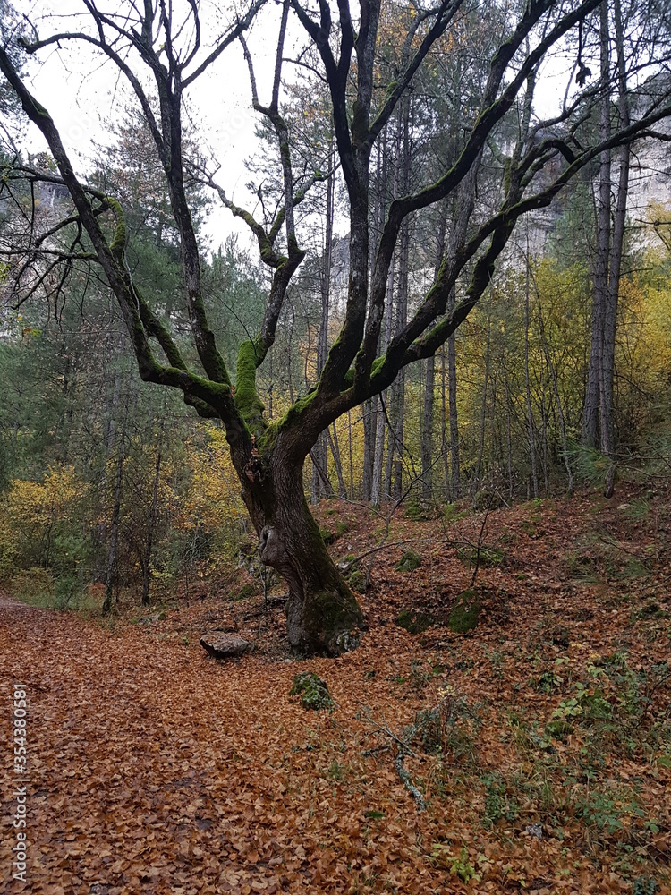Fototapeta premium arbol mistico