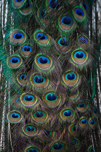 Indian Male Peacock beautiful bird Colorful