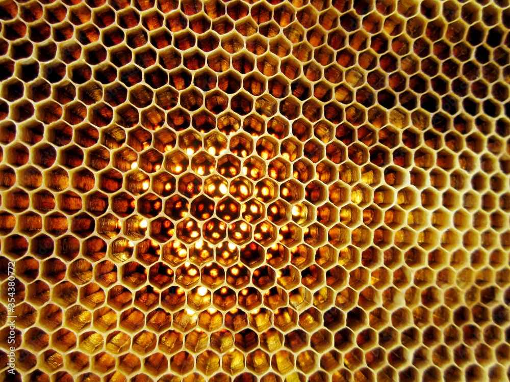 Abstract hexagon structure is honeycomb from bee hive