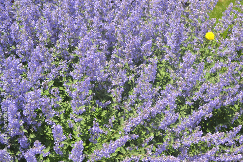 Lavender Flowers - Outdoors Summertime