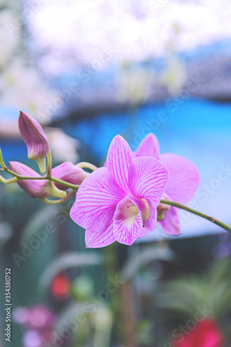 Beautiful orchid blooming in a formal garden. 