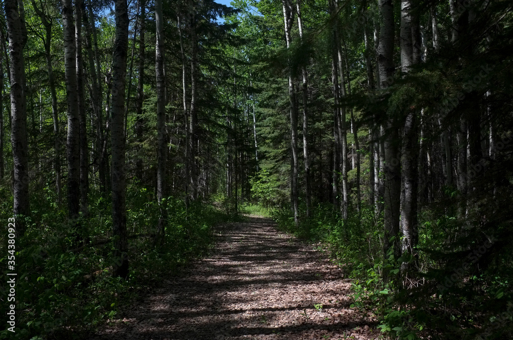 Obraz premium forest path