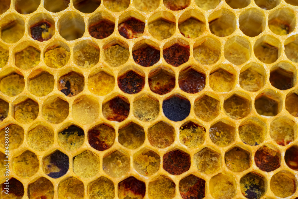 pollen in honeycombs close up
