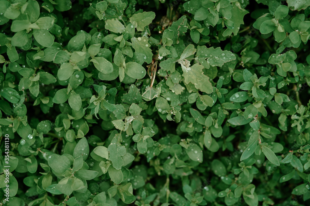 meadow with green grass with rain drops. High quality photo meadow with green grass with rain drops. High quality photo