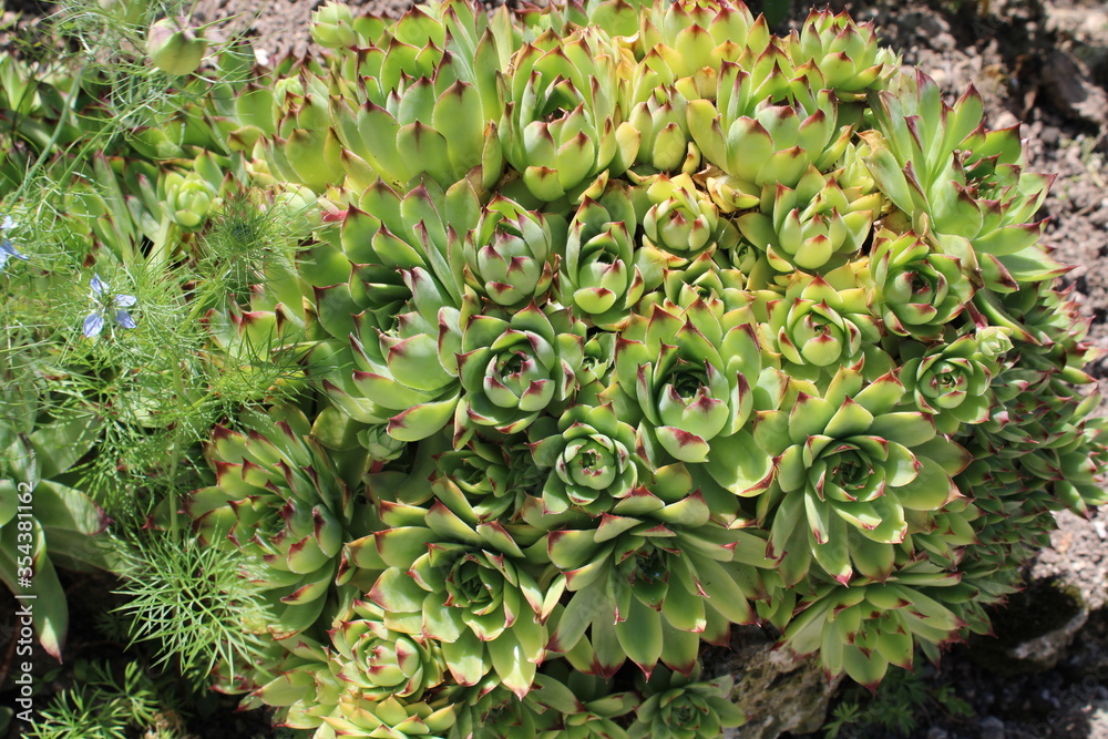 Échévéria, succulente en forme de petits choux Échévéria, succulente en forme de petits choux