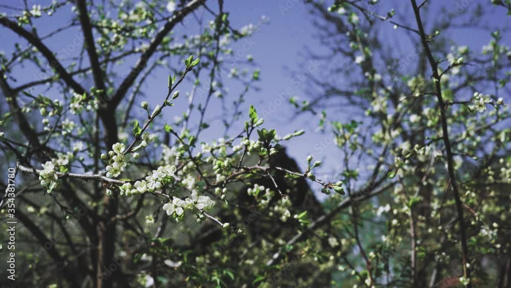 Spring flowers on Apple quietly shaking in the wind day. Spring flowers on Apple quietly shaking in the wind day.