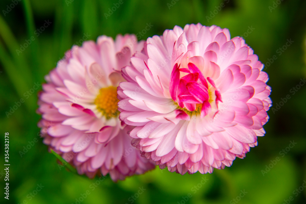 Fototapeta premium Bellis annua, the annual daisy, plant species in the genus Bellis. Beautiful wild daisy flowers in the garden.