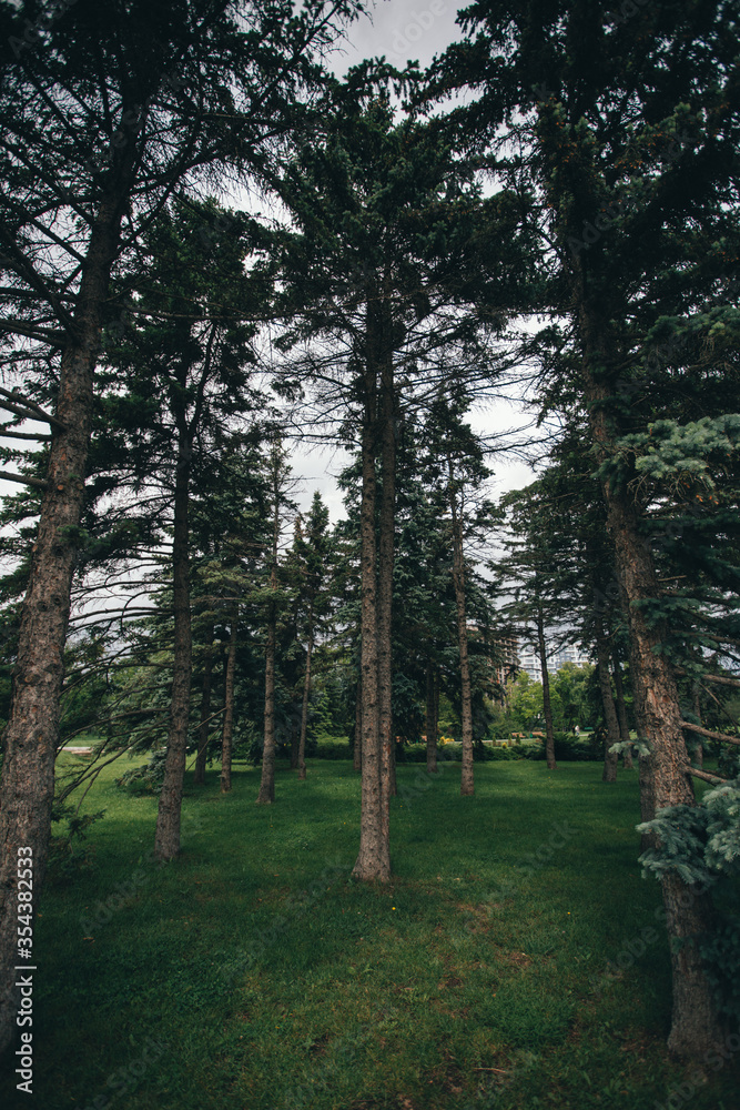 Fototapeta premium tall green pines in a city park. High quality photo
