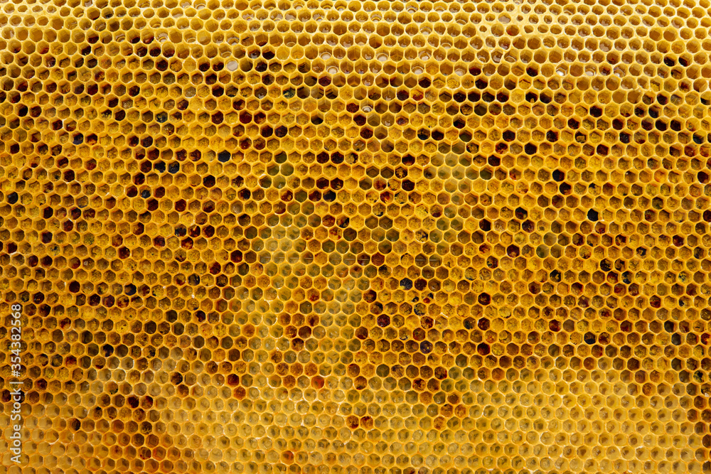 pollen in honeycombs close up pollen in honeycombs close up