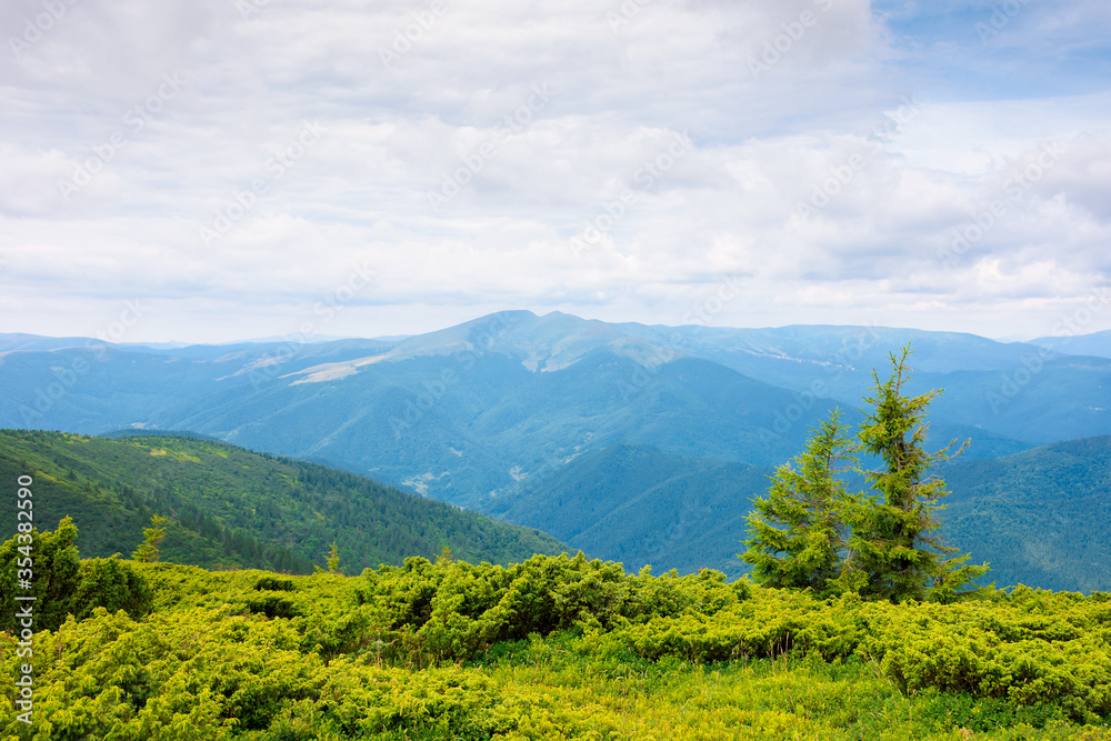mountain landscape with tree on the hill. beautiful scenery on a cloudy day at high noon. mighty black ridge in the distance. coniferous forest on a  mountain slope