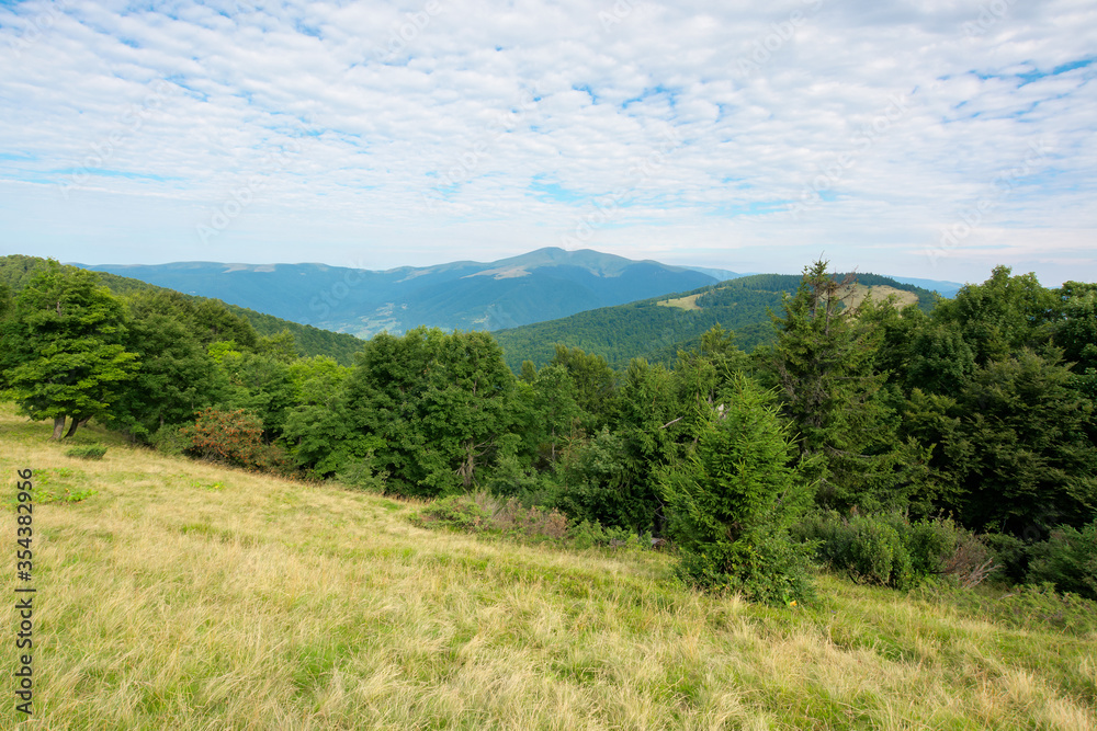 green nature landscape in mountains. beautiful scenery with beech forest on the hill. high peak in the distance. beauty of carpathian ridges. cloudy weather