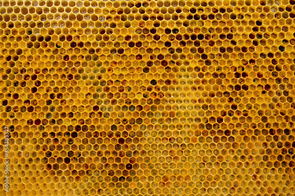 pollen in honeycombs close up