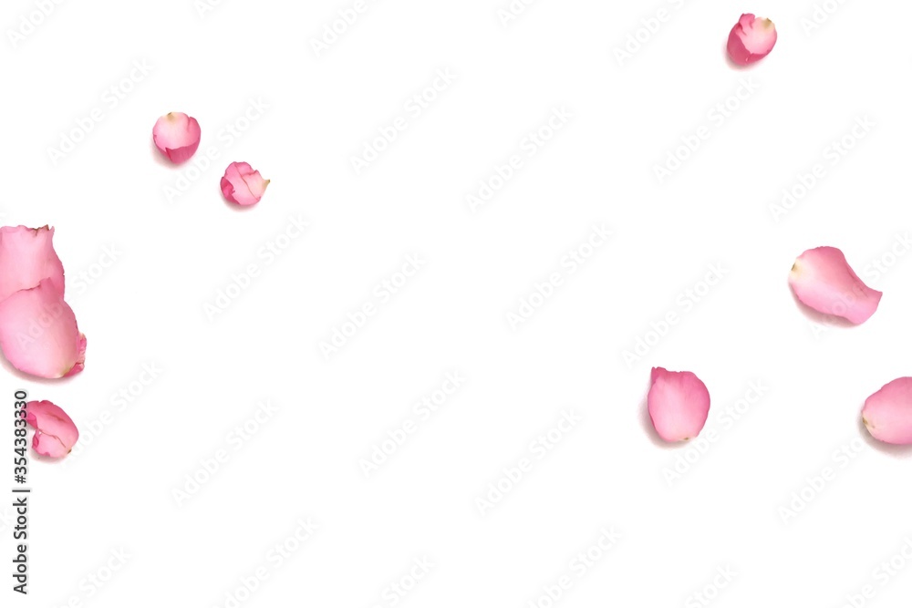 Blurred a group of sweet pink rose corollas on white isolated background with copy space and softy style