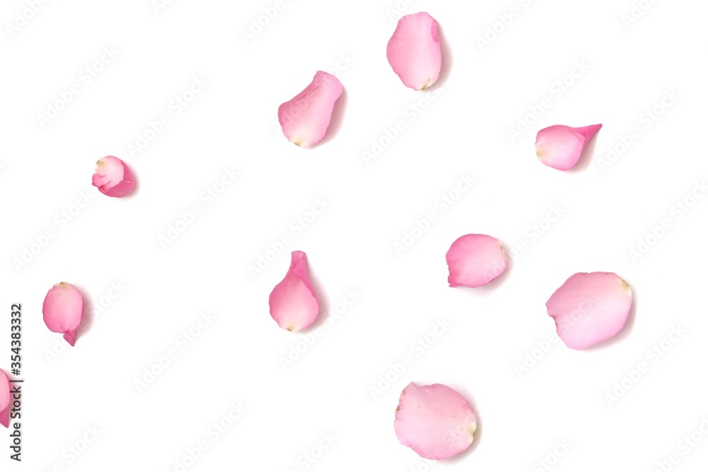 In selective focus a group of sweet pink rose corollas on white isolated background In selective focus a group of sweet pink rose corollas on white isolated background