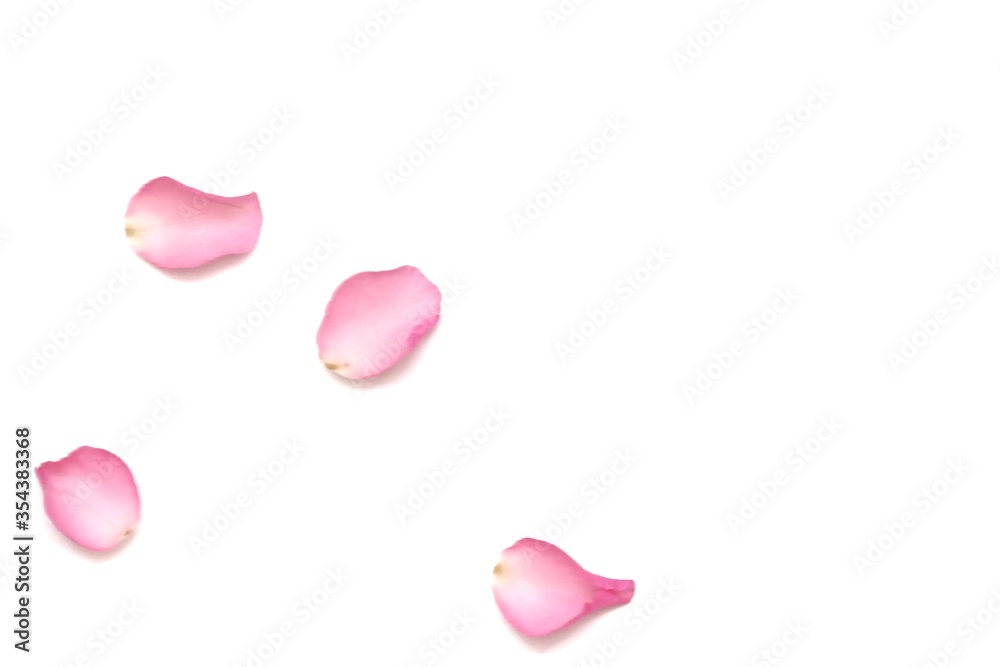 Blurred a group of sweet pink rose corollas on white isolated background with copy space and softy style Blurred a group of sweet pink rose corollas on white isolated background with copy space and softy style