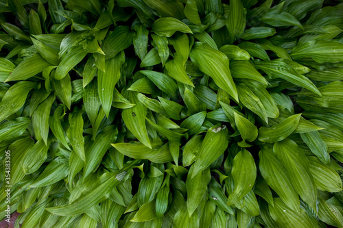 Green fresh leaves closeup in the natural environment
