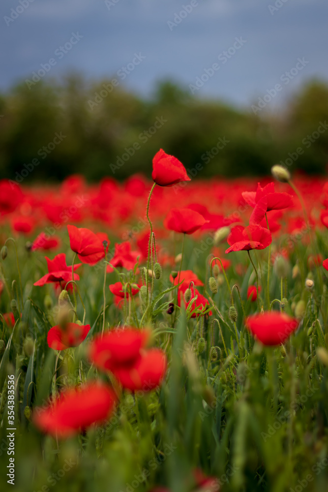 field of poppies