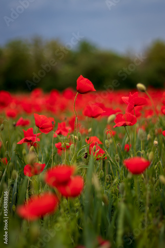 field of poppies © Anna