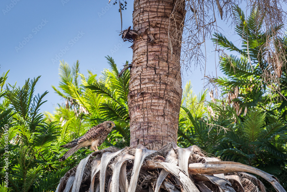 Fototapeta premium falcon on a palm tree