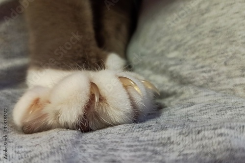 Fluffy cat paw with sharp clean claws © Ольга Толкачева
