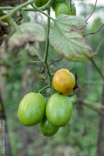 Ripe tomatoes on the tree