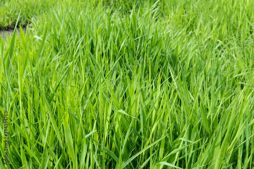 Background image of a field of young fresh green grass.