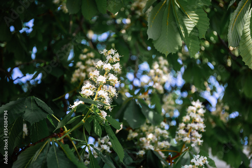 Foliage and flowers of horse-chestnut. Aesculus hippocastanum.