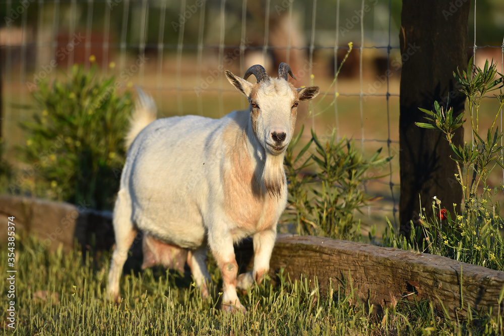 una cabra en una ganaderia
