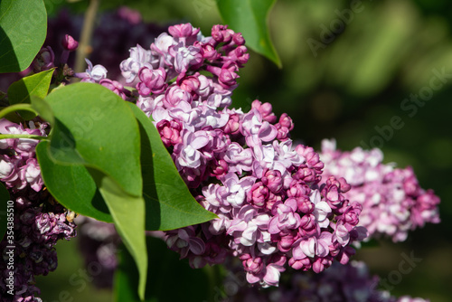 Pink lilac variety “Vilhelm Robinson