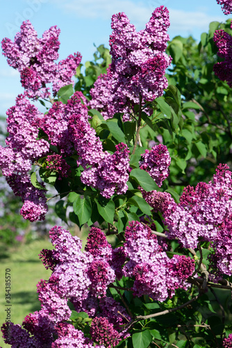 Purple lilac variety “Geant des Batailles" flowering in a garden. Latin name: Syringa Vulgaris..