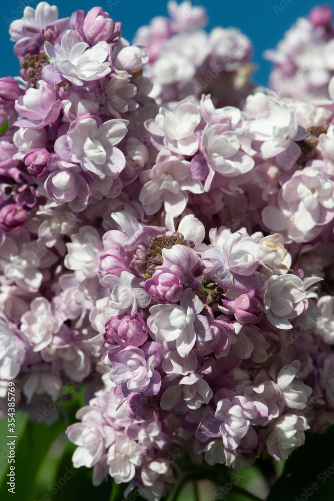 Pink lilac variety “Leon Gambetta Pink lilac variety “Leon Gambetta