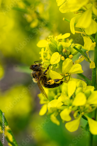 flowering rapeseed with bee in spring close up