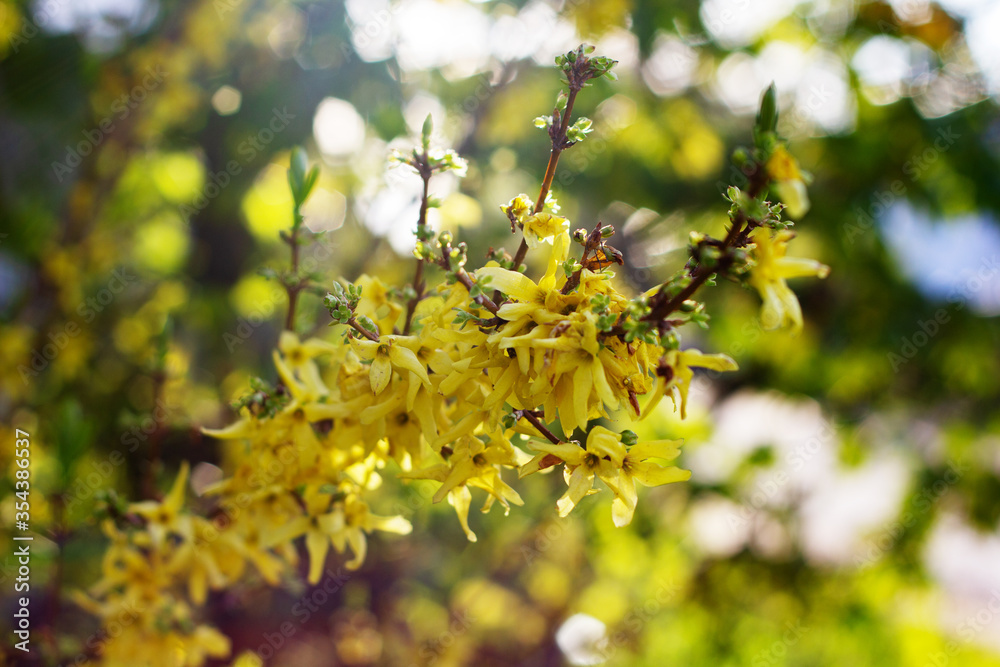 Nature floral background. Blooming forsythia. Yellow flowers of forsythia close-up. Spring background with yellow flowers tree branches. Nature floral background. Blooming forsythia. Yellow flowers of forsythia close-up. Spring background with yellow flowers tree branches.