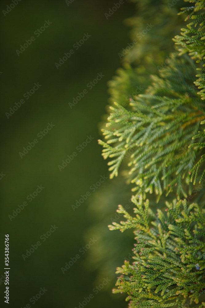 Closeup of Beautiful green christmas leaves of Thuja trees on green background. Thuja is an evergreen coniferous tree Closeup of Beautiful green christmas leaves of Thuja trees on green background. Thuja is an evergreen coniferous tree