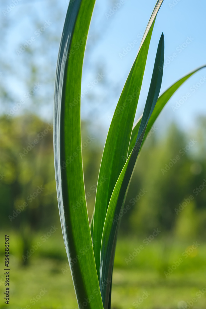Obraz premium Stalks of young garlic growing in the garden. Green feathers of garlic with blue sky. Garlic leaves are sprouted in the blurred background. Selective focus