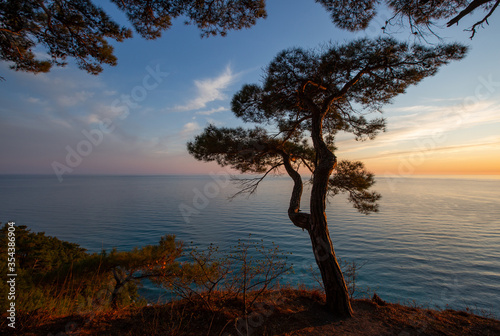 Evening in the pine forest of Pitsunda in the Blue Abyss, Divnomorsk, Black Sea