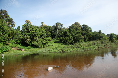 Reflection of trees in water  Pampa River  Kozhencherry  Kerala. India