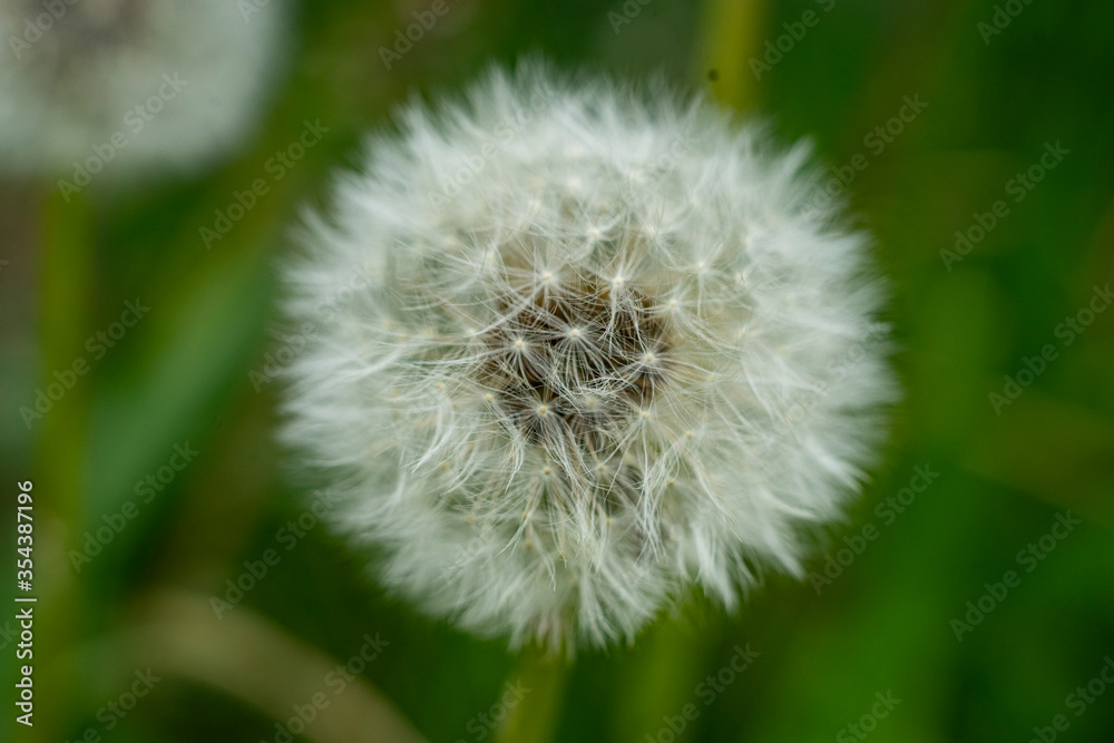 dandelion macro in spring with green background dandelion macro in spring with green background