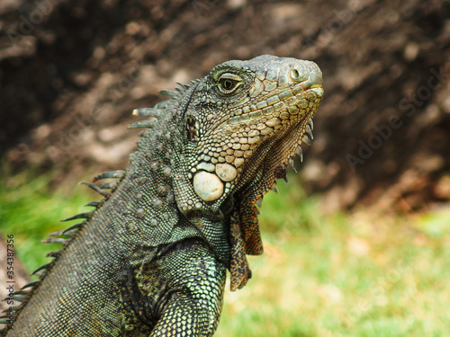 Urban Iguana sunbathing on the lawn in Parque Samanes (Parque de las Iguanas) in Guayaquil, Ecuador
