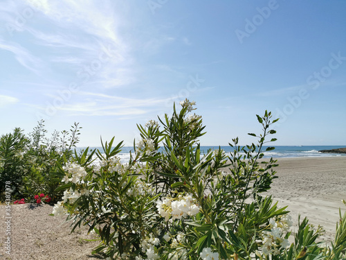 Oleander bushes against the backdrop of the seascape