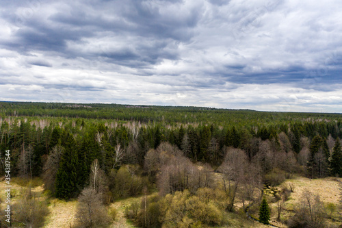 Drone shot flying on spring pine tree forest.