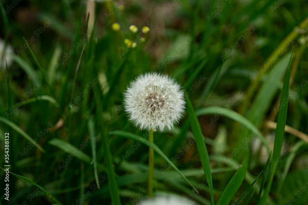 dandelion macro in spring with green background dandelion macro in spring with green background