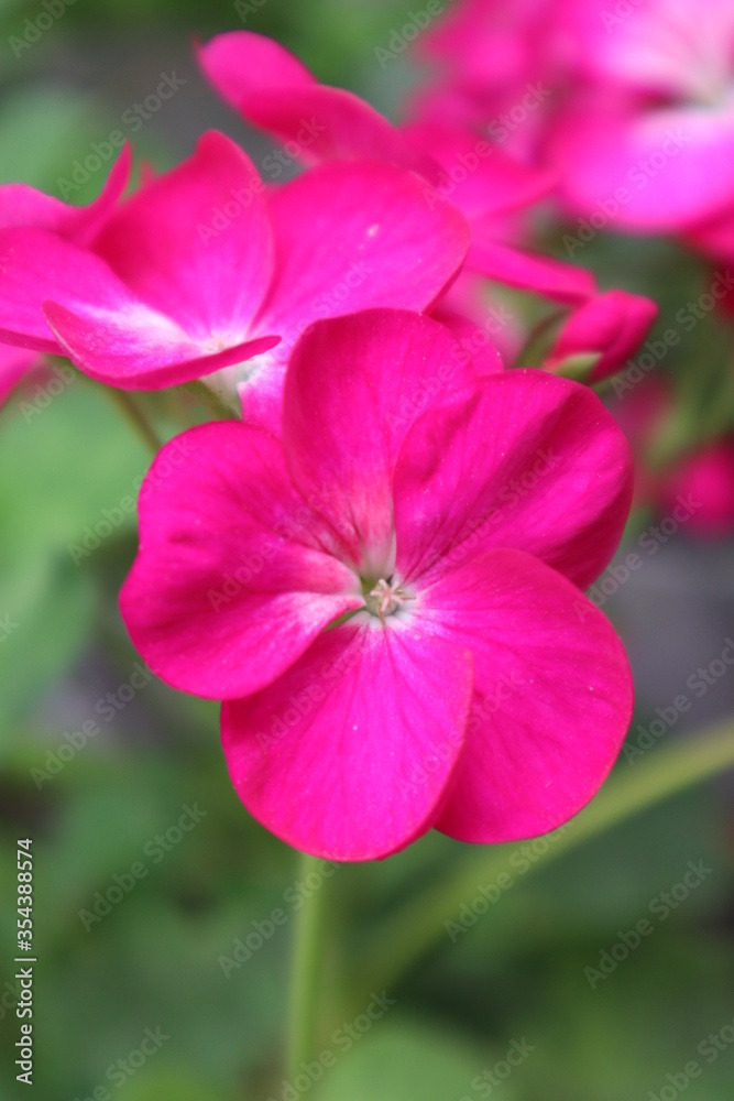 Pink geranium flower in the garden Pink geranium flower in the garden