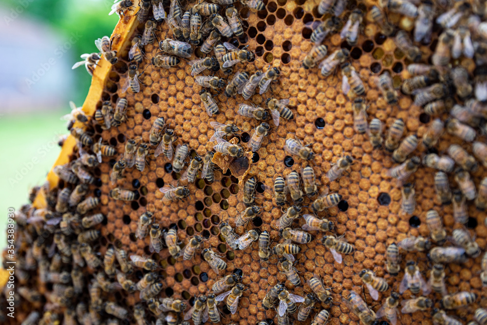 bees on honeycomb close up bees on honeycomb close up
