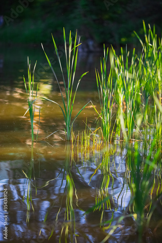 Bulrush grows in a pond