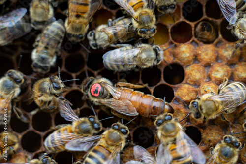 honey queen bee close up on honeycomb