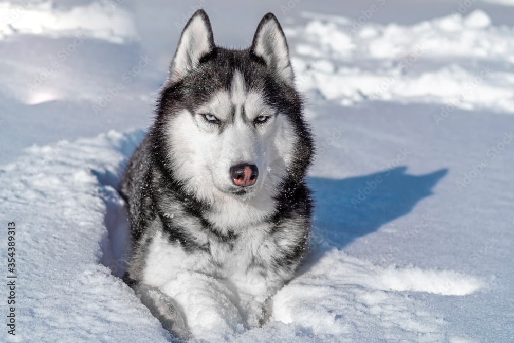 Siberian Husky dog in snow. Winter portrait siberian husky dog with blue eyes.