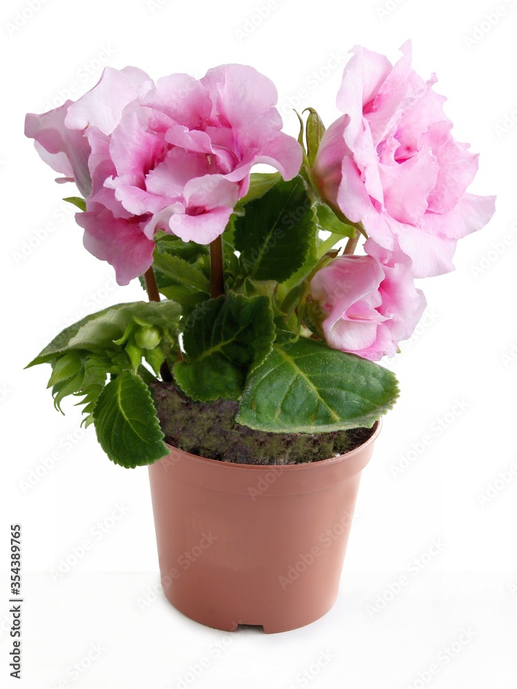 custom made wallpaper toronto digitalpretty flower of Sinningia speciosa potted plant close up